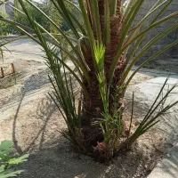 دمیت حاج باقری اصل|گل و گیاه طبیعی|وحدتیه, |دیوار