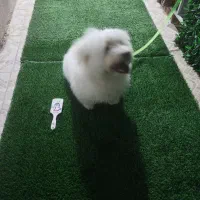 واگذاری حیوان خانگی