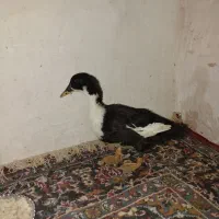 اردک 3 ماهه|حیوانات مزرعه|قم, باسکول|دیوار