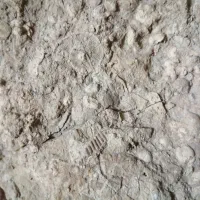 فسیل|کلکسیون اشیاء عتیقه|تهران, ترمینال جنوب|دیوار