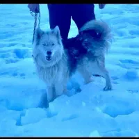 مالاموت سامویید|سگ|تهران, یافت آباد جنوبی|دیوار