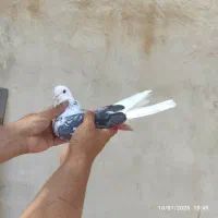 کبوتر کفتر ماده پشت سنگی عتیقه|پرنده|هشتگرد, فاز ۱ مهستان|دیوار
