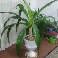 گل سوسن عنکبوتی،گل برگ موزی