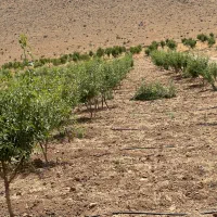 باغ کشاورزی بادام