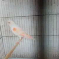 موزاییکی اورجینال