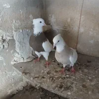 سلام فروش یه جفت طوقی