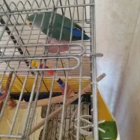 کوتوله|پرنده|قم, دورشهر|دیوار