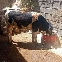 گوساله هلشتاین