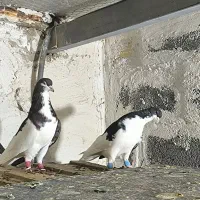 کفتر شهری|پرنده|شیراز, شهرک والفجر|دیوار