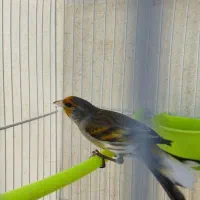 دوعدد سهره قناری سیاه مست|پرنده|مشهد, شهرک رازی (شهرک غرب)|دیوار