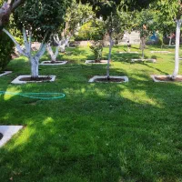 هرس فرم دهی و باردهی درختان میوه توسط استاد هرس|خدمات باغبانی و درختکاری|تبریز, |دیوار