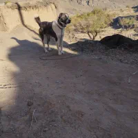 سگ گله|سگ|قائن, |دیوار