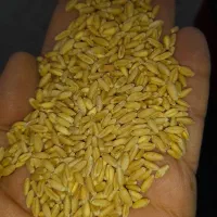 گندم  دیمی بوجاری شده