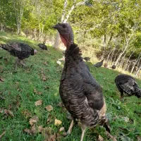 بوقلمون کاملا ارگانیک