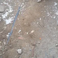 واگذاری سگ پژدر