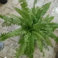 تعویض گلدون|گل و گیاه طبیعی|تربت‌حیدریه, قائم|دیوار