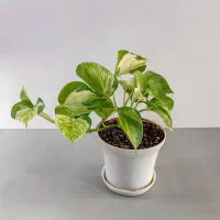 گل و گیاه آپارتمانی|گل و گیاه طبیعی|گناباد, |دیوار