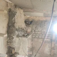 رنگی دورگ|پرنده|اهواز, کوروش|دیوار