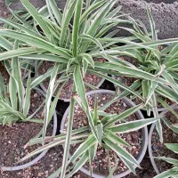 ۱۰ عدد گندمی ۳۰۰ تومن|گل و گیاه طبیعی|تربت جام, میان جام|دیوار