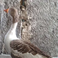 فروش یا معاوضه یک عدد غازنر معاوضه با اردک ماده