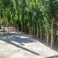 باغ فروشی