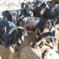 فروش بز و بزغاله