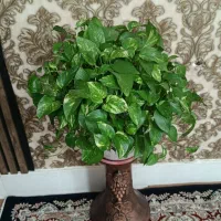 گل طبیعی|گل و گیاه طبیعی|بروجرد, |دیوار