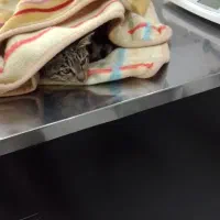 سلام یه گربه نر ۶‌ماهه پاش شکسته و الان عمل شده|گربه|اندیشه, اندیشه فاز ۲|دیوار