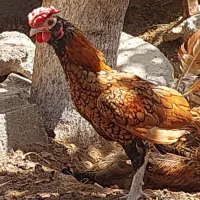 ۳ راس خروس چهل تاج چینی مینیاتوری زیبا ،جوان و مست