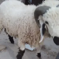 قوچ وطنی