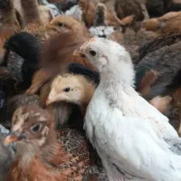 جوجه مرغ|حیوانات مزرعه|یزد, |دیوار