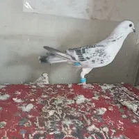 شامی کرمانی