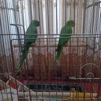 یک جفت طوطی ملنگو