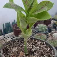 سم پاشی|خدمات باغبانی و درختکاری|قوچان, |دیوار