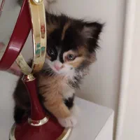 گربه بای کالر بریتیش میکس لانگ هیر