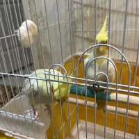 یک جفت عروس هلندی|پرنده|تهران, حکیمیه|دیوار