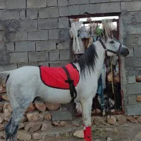 اسب نروین  کرد سواری دار