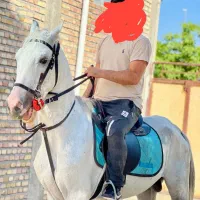 اسب