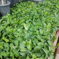 پتوس چماقی فوقالعاده باکفیت بهترینها در گلوریا|گل و گیاه طبیعی|قم, پردیسان|دیوار