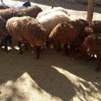 بره پایه پروار|حیوانات مزرعه|کوهدشت, |دیوار