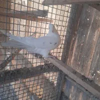 کفتر|پرنده|تهران, دبستان|دیوار