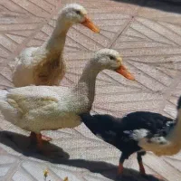 فروش اردک