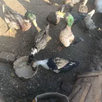 اردک چاق تخمگذار . جوان .زیر قیمت بازار .|حیوانات مزرعه|چناران, |دیوار