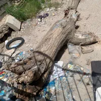 فروش درخت توت خشک سنگین