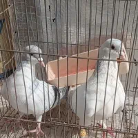 یه جفت کبوتر فروشی
