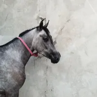 کره مادیان ۳ساله بسیار پرخون زیبا درشت و سرودمگیر