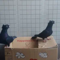 کفتر زاغ آبادانی