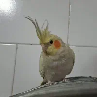 عروس هلندی ماده
