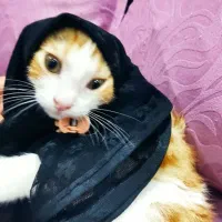 گربه چهار ماهه|گربه|تهران, بلوار کشاورز|دیوار