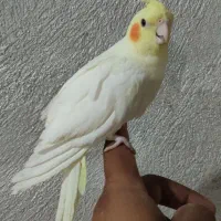 جوجه عروس
